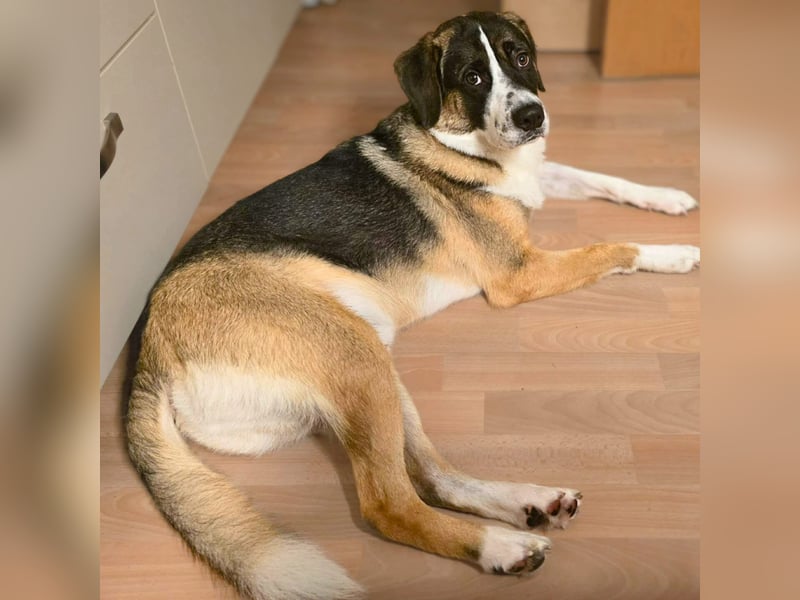 Soul - suchen ein ländl. Zuhause