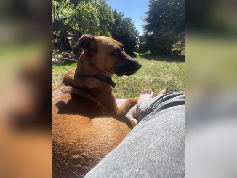Moritz - aktiver Rüde sucht Kuschelkörbchen