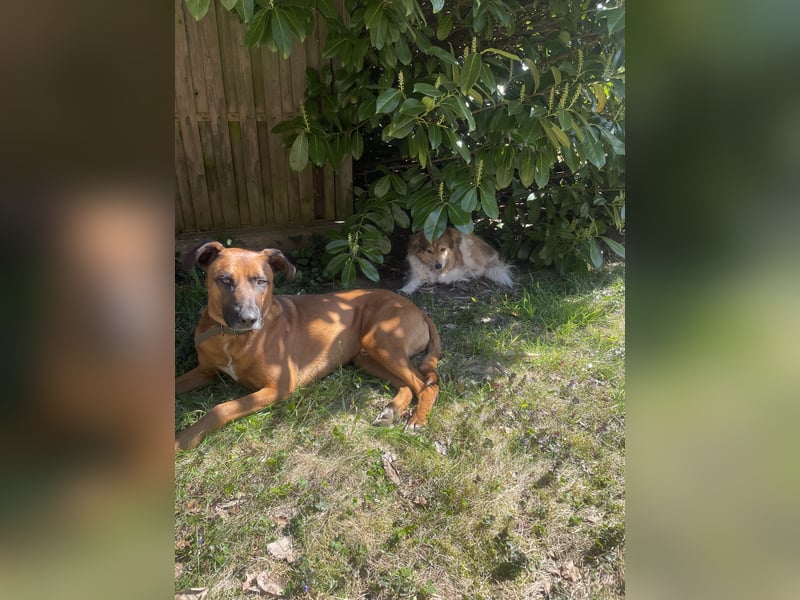 Moritz - aktiver Rüde sucht Kuschelkörbchen