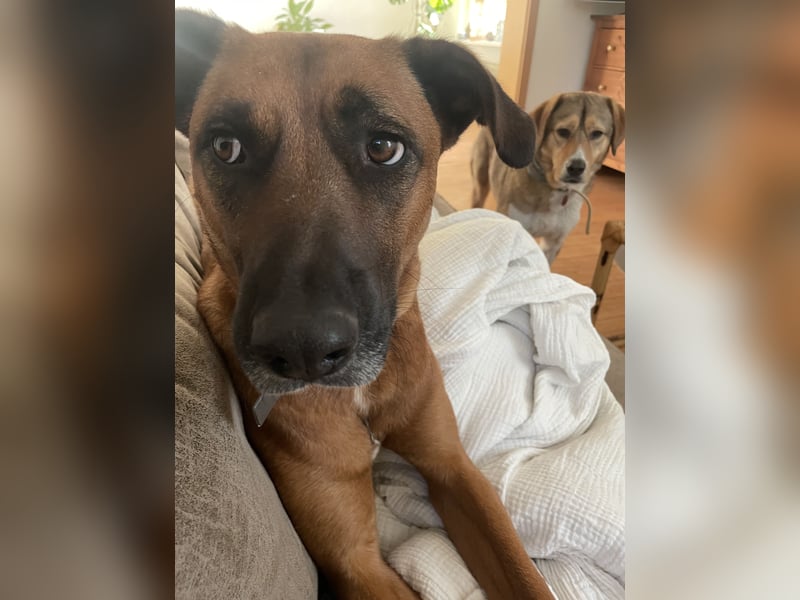 Moritz - aktiver Rüde sucht Kuschelkörbchen
