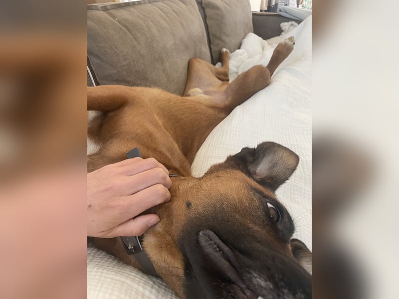 Moritz - aktiver Rüde sucht Kuschelkörbchen