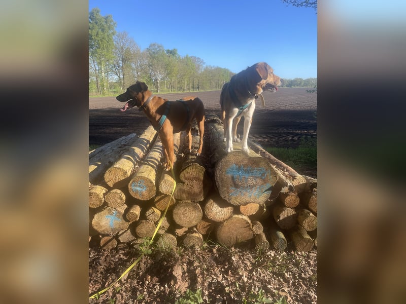 Moritz - aktiver Rüde sucht Kuschelkörbchen