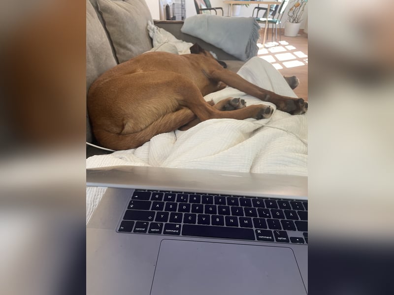 Moritz - aktiver Rüde sucht Kuschelkörbchen