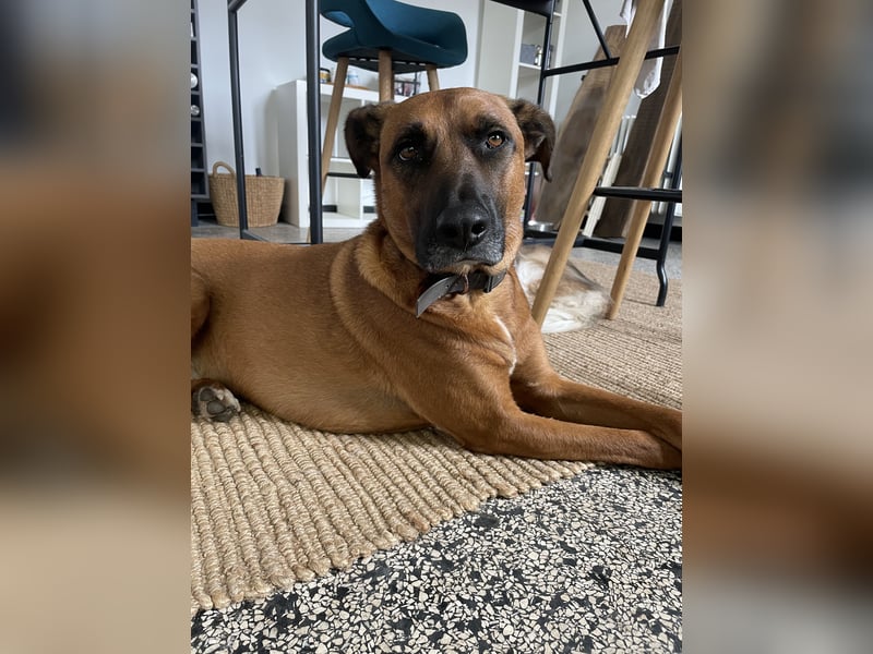 Moritz - aktiver Rüde sucht Kuschelkörbchen