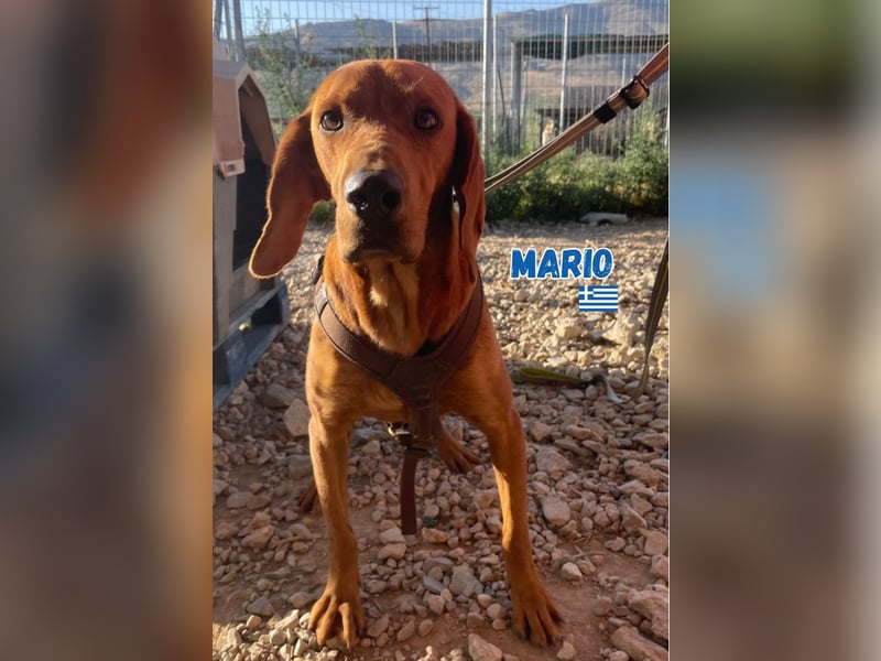 Mario,geb.12/23,hübscher Brackenmixbub sucht seine Familie