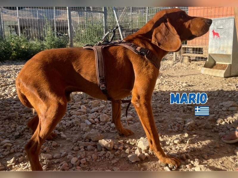 Mario,geb.12/23,hübscher Brackenmixbub sucht seine Familie