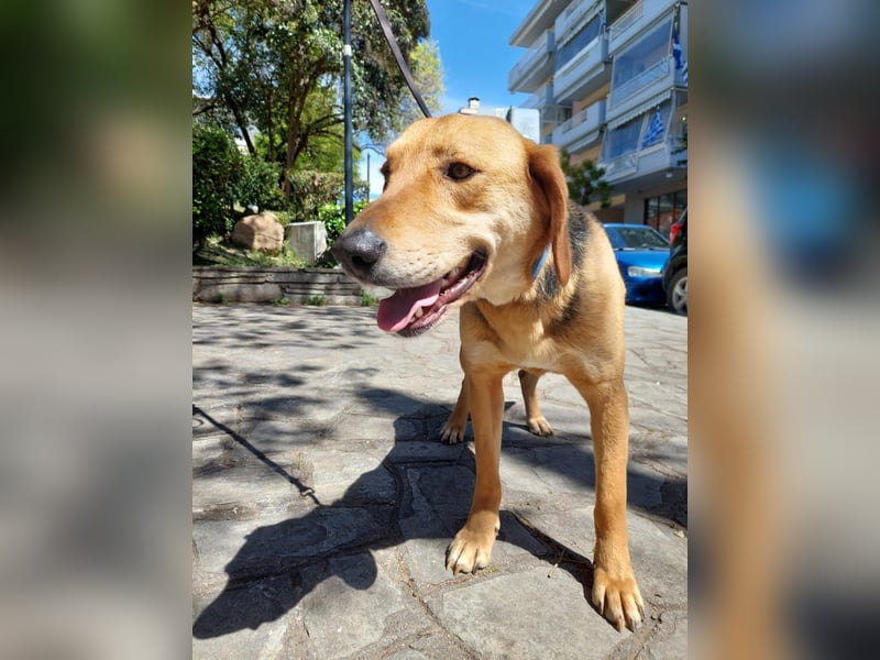 Eddie,geb.05/23,hübscher Bracken Mix Junge sucht seine Familie