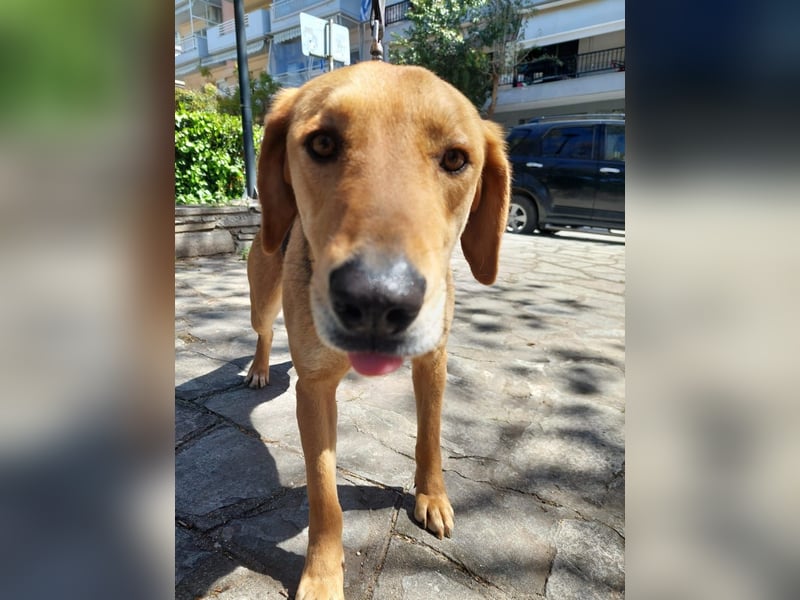 Eddie,geb.05/23,hübscher Bracken Mix Junge sucht seine Familie