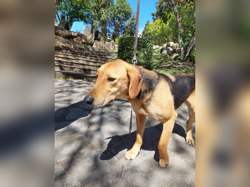 Eddie,geb.05/23,hübscher Bracken Mix Junge sucht seine Familie