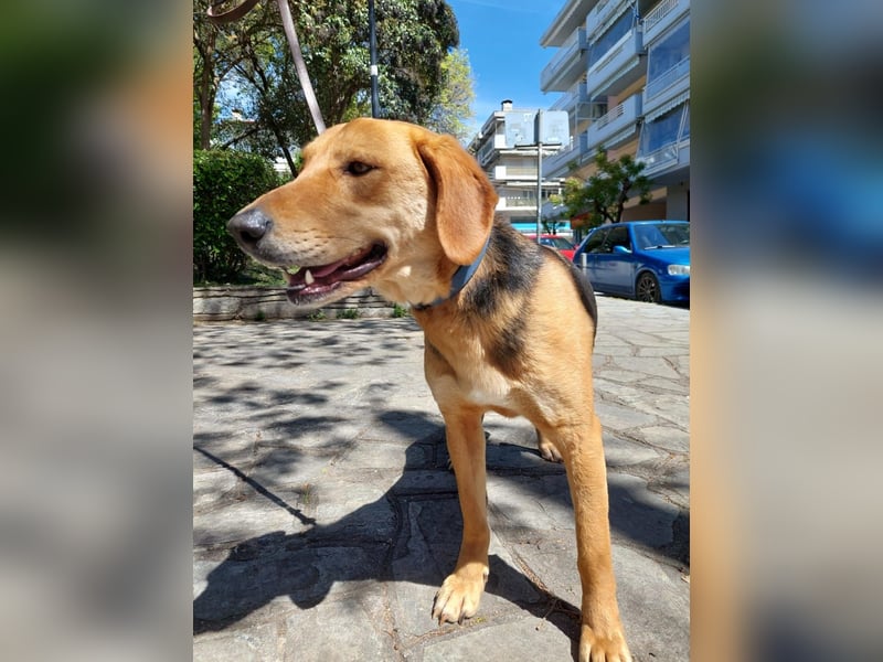 Eddie,geb.05/23,hübscher Bracken Mix Junge sucht seine Familie