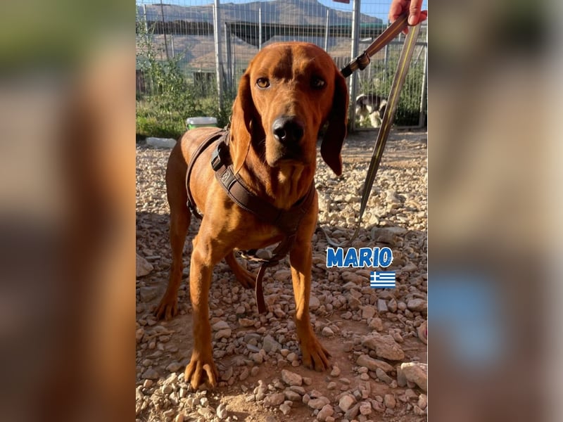 Mario,geb.12/23,hübscher Brackenmixbub sucht seine Familie