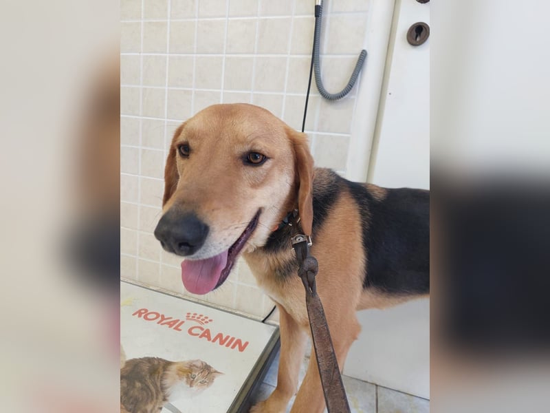 Eddie,geb.05/23,hübscher Bracken Mix Junge sucht seine Familie