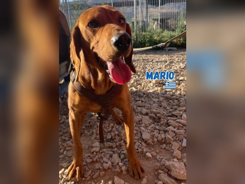 Mario,geb.12/23,hübscher Brackenmixbub sucht seine Familie