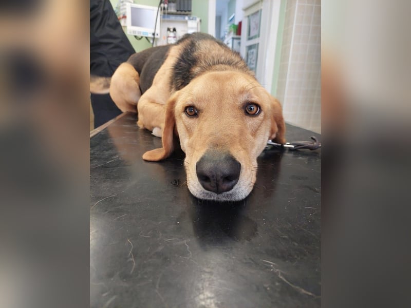 Eddie,geb.05/23,hübscher Bracken Mix Junge sucht seine Familie