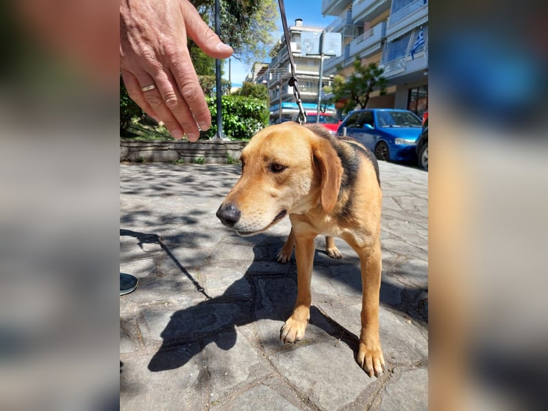 Eddie,geb.05/23,hübscher Bracken Mix Junge sucht seine Familie