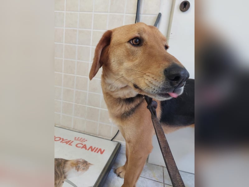 Eddie,geb.05/23,hübscher Bracken Mix Junge sucht seine Familie