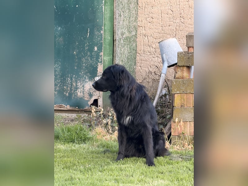 Balu sucht Haus mit Hof