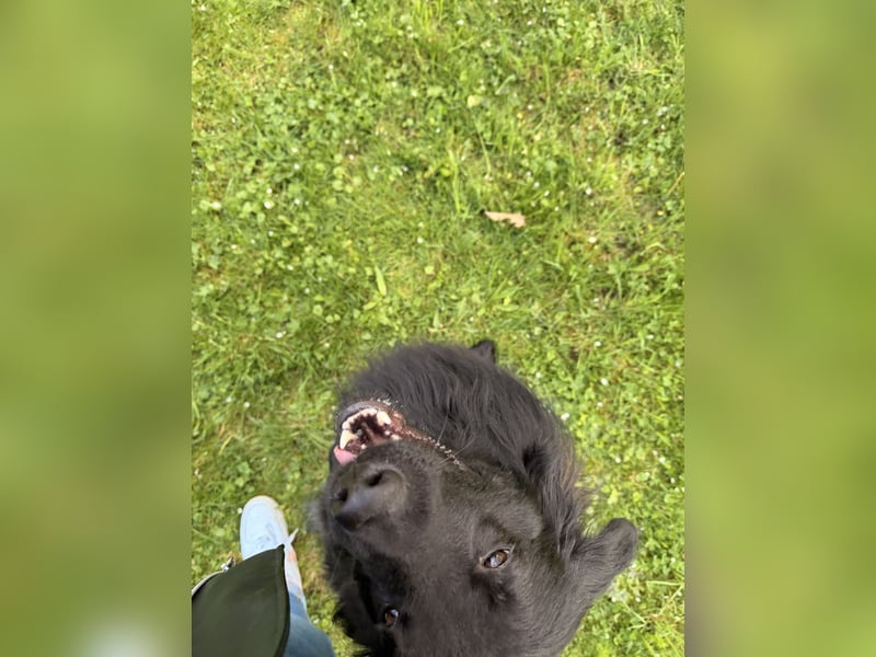 Balu sucht Haus mit Hof