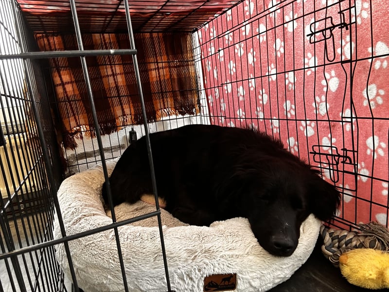 Balu sucht Haus mit Hof