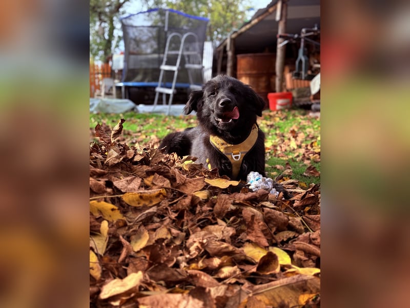 Balu sucht Haus mit Hof