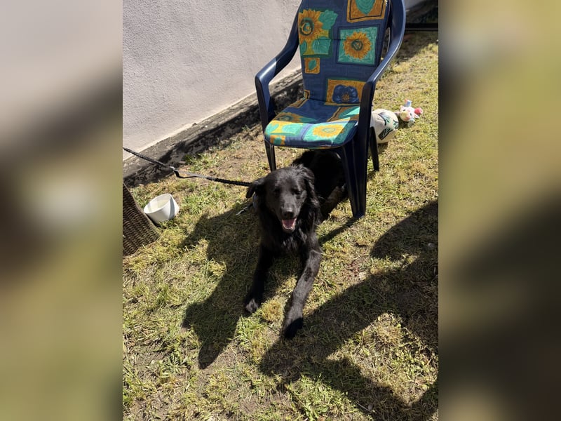 Balu sucht Haus mit Hof
