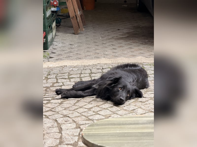 Balu sucht Haus mit Hof