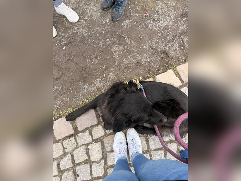 Balu sucht Haus mit Hof