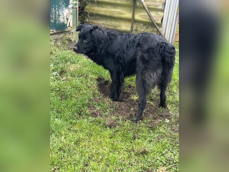 Balu sucht Haus mit Hof