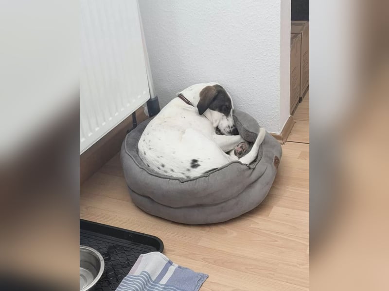 Henry, junger Pointer Mix Rüde