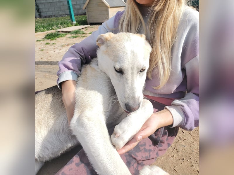 Kajo, junger Mischlingsrüde