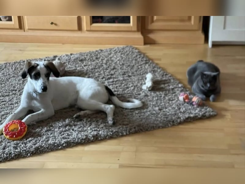 Henry, junger Pointer Mix Rüde
