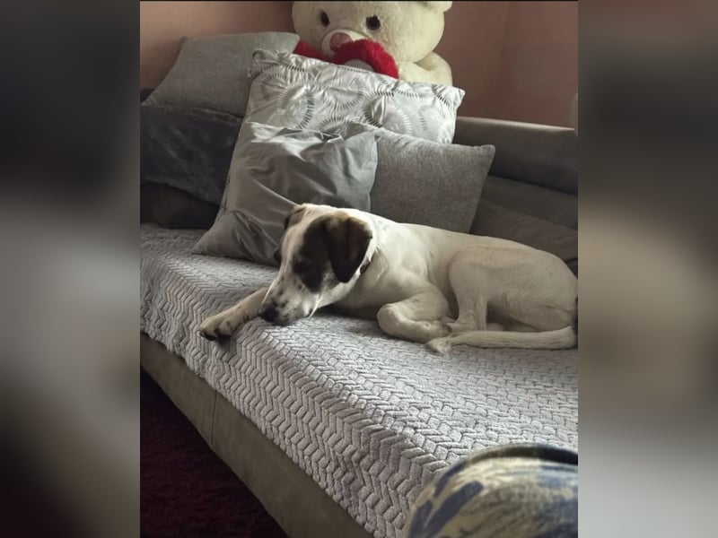 Henry, junger Pointer Mix Rüde
