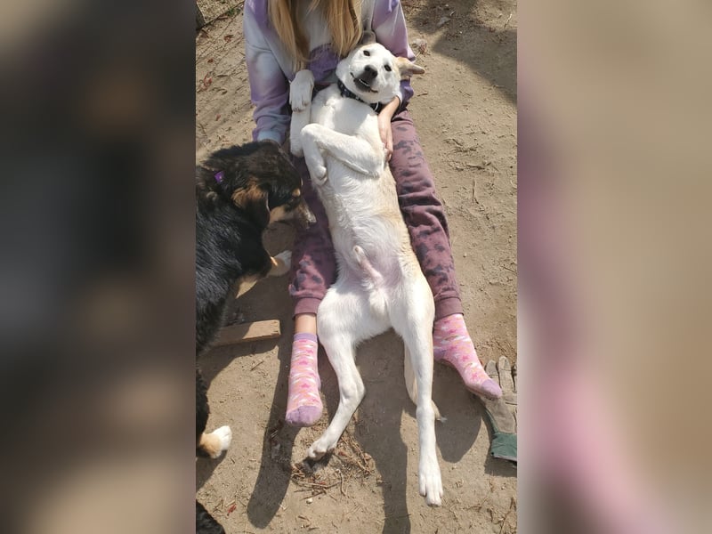 Kajo, junger Mischlingsrüde