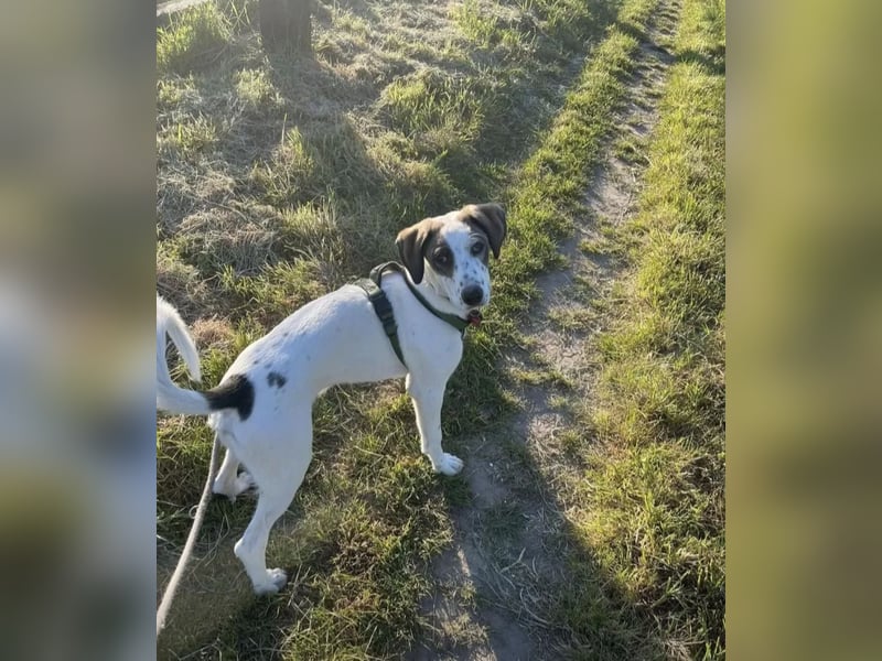 Henry, junger Pointer Mix Rüde