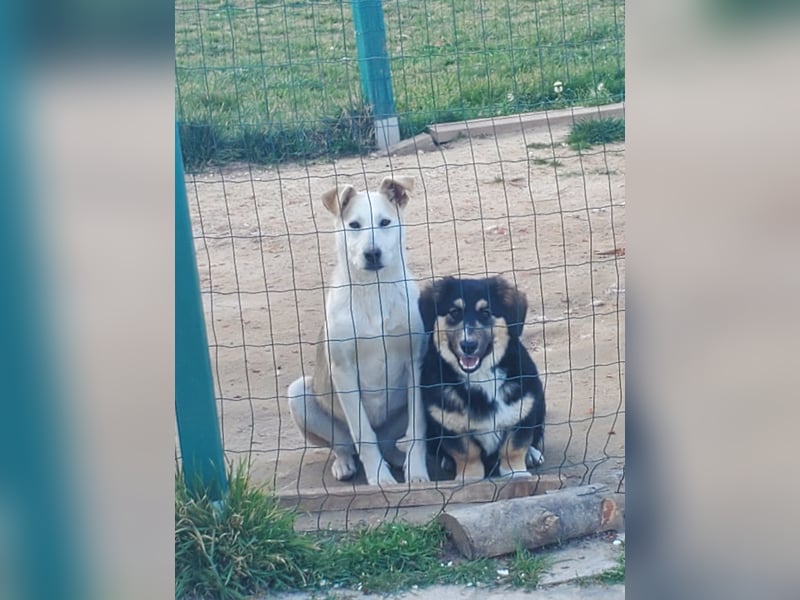 Kajo, junger Mischlingsrüde