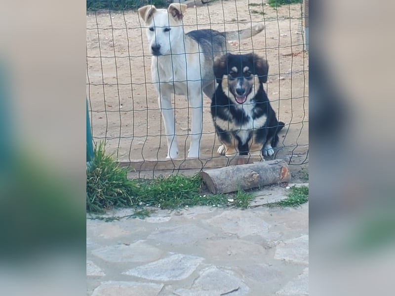 Kajo, junger Mischlingsrüde