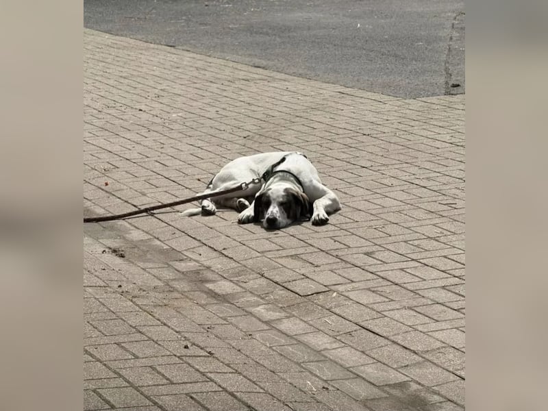 Henry, junger Pointer Mix Rüde