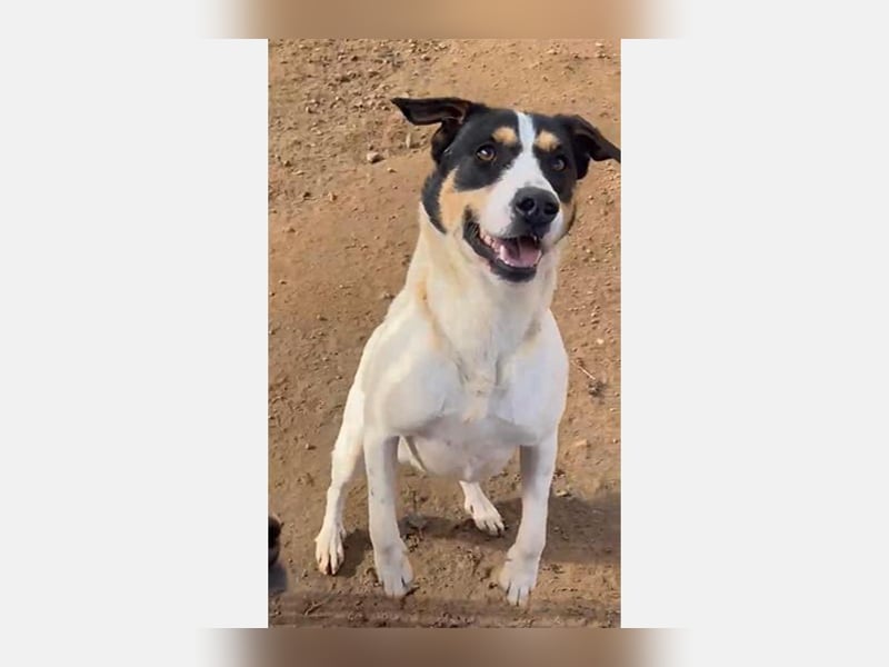 Curro(CR) Temperamentvoller junger Hund