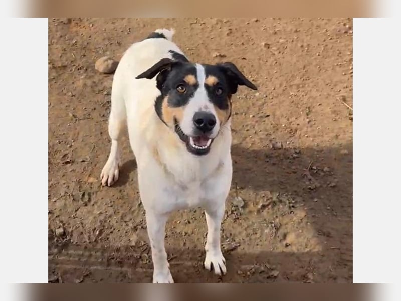 Curro(CR) Temperamentvoller junger Hund