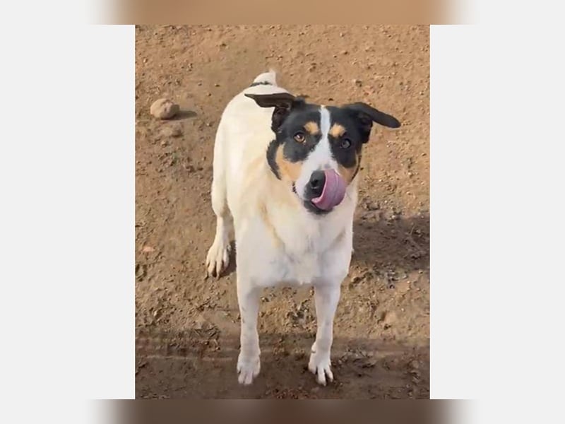 Curro(CR) Temperamentvoller junger Hund