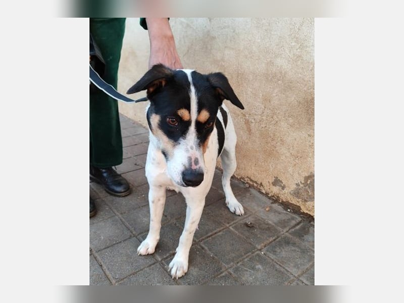 Curro(CR) Temperamentvoller junger Hund