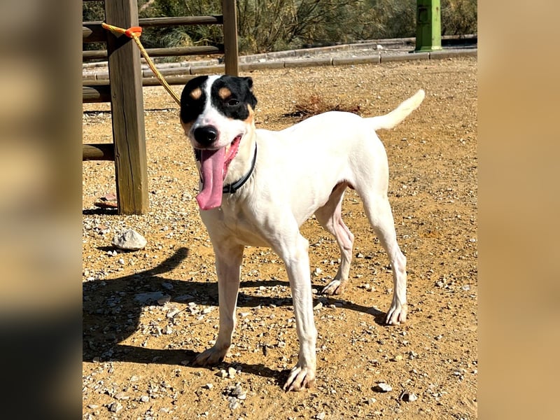 Bestia(TO) ein toller Hund, verspielt und sozial