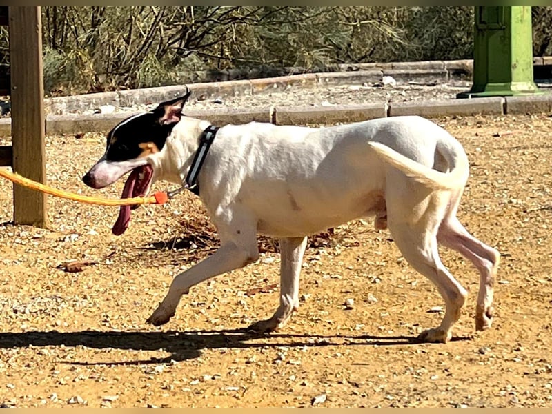 Bestia(TO) ein toller Hund, verspielt und sozial