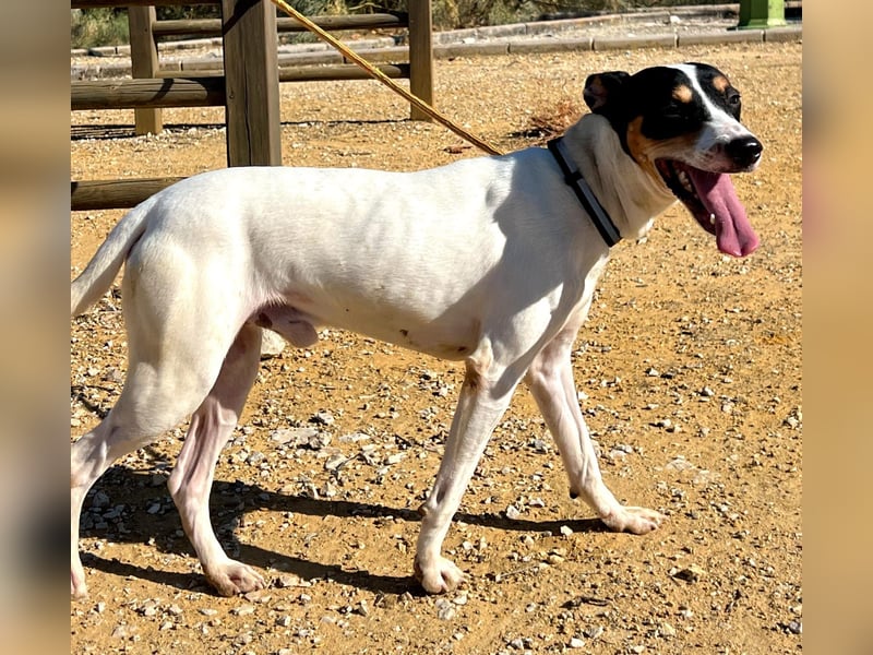 Bestia(TO) ein toller Hund, verspielt und sozial