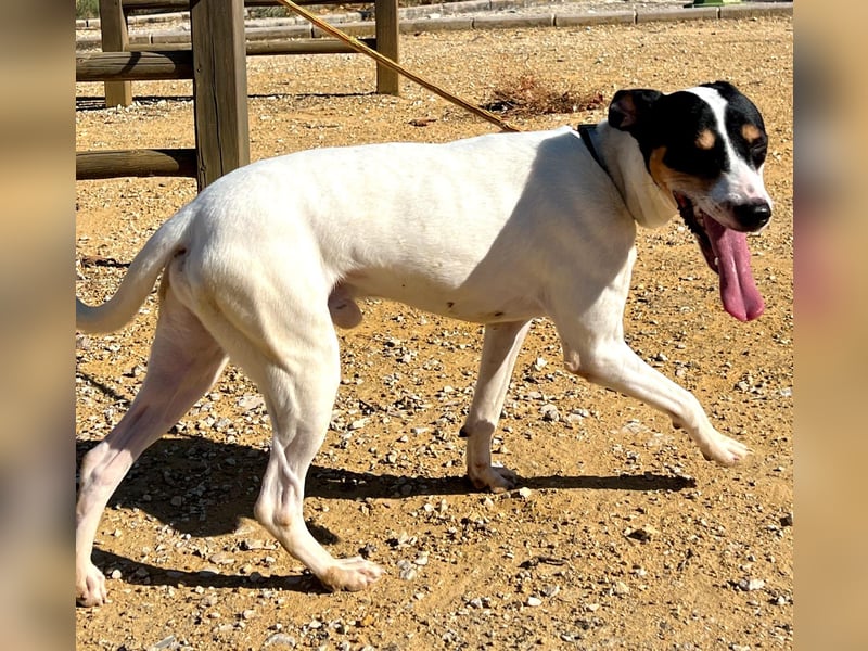 Bestia(TO) ein toller Hund, verspielt und sozial