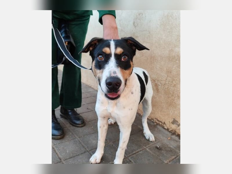 Curro(CR) Temperamentvoller junger Hund