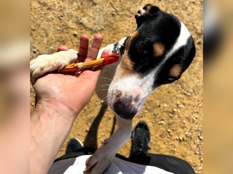 Bestia(TO) ein toller Hund, verspielt und sozial