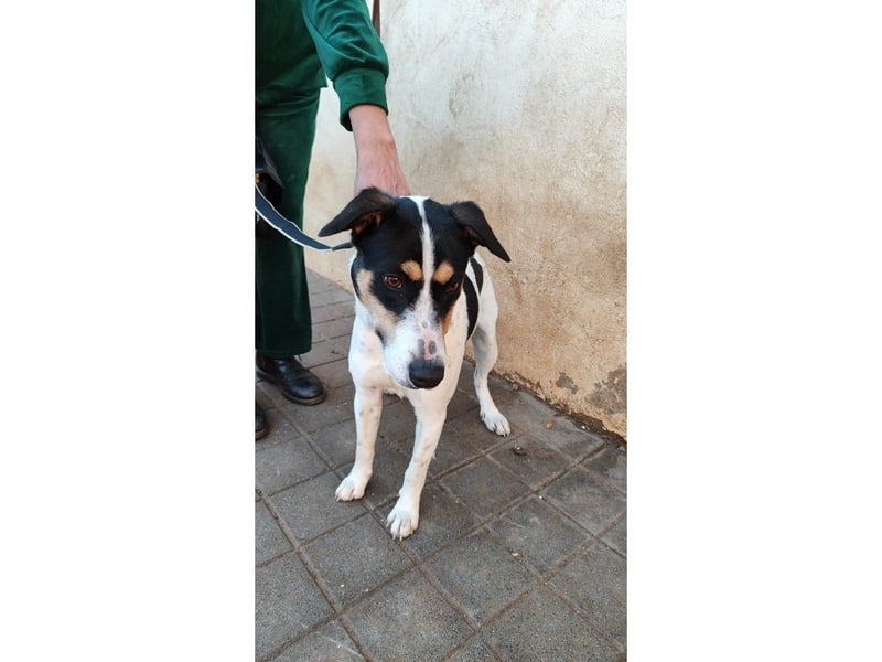 Curro(CR) Temperamentvoller junger Hund
