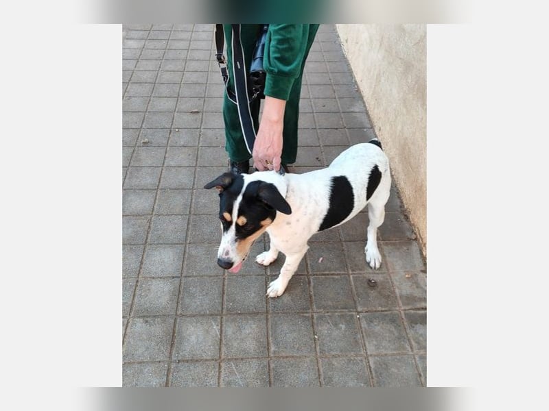 Curro(CR) Temperamentvoller junger Hund