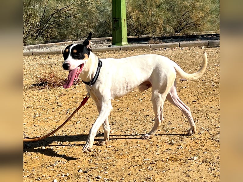 Bestia(TO) ein toller Hund, verspielt und sozial